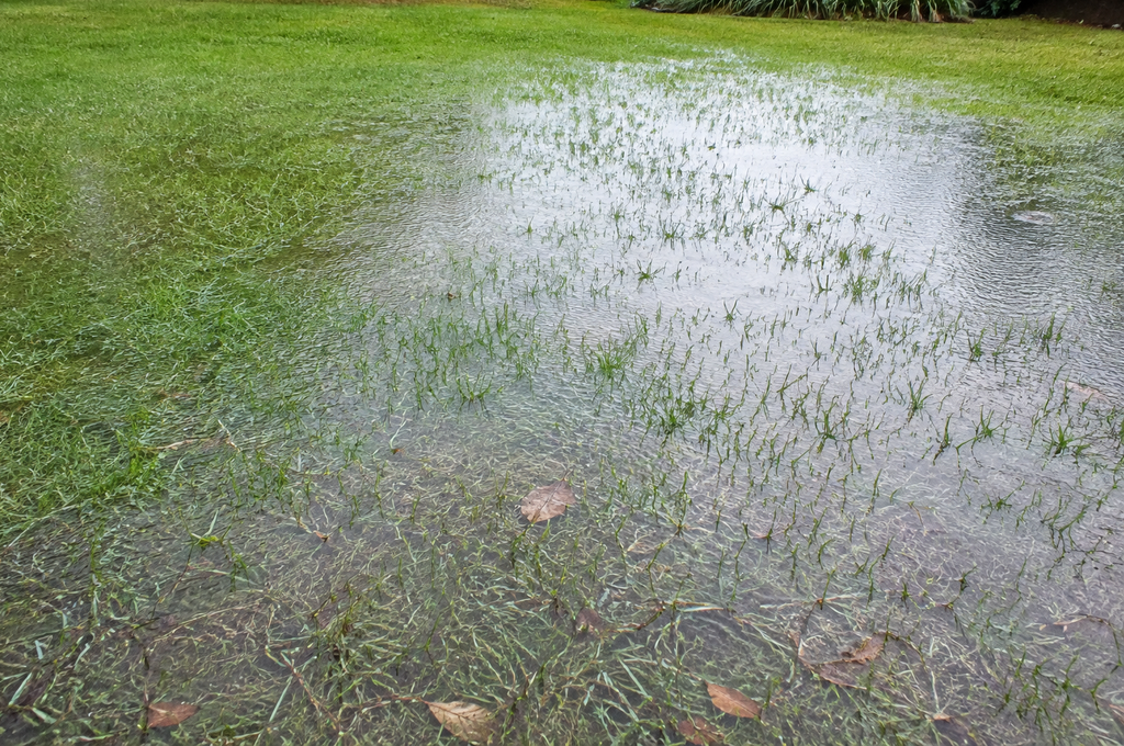 standing water in a lawn